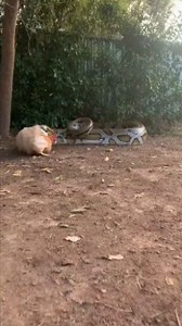 A shocking moment as a chicken gets attacked by a massive snake. Nature can be brutal and unpredictable! #SnakeAttack #Python #Chicken #Wildlife #Nature #Predator #Shocking #AnimalAttack #Viral | Bakti Saputra