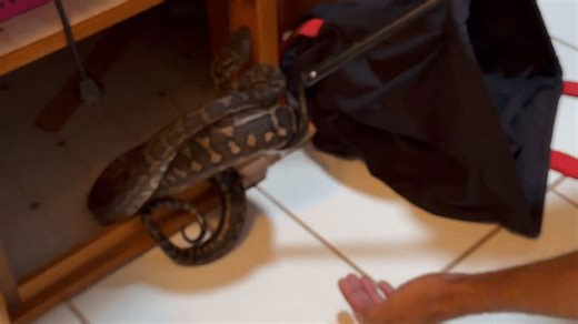 'Curious' python removed from bathroom cabinet