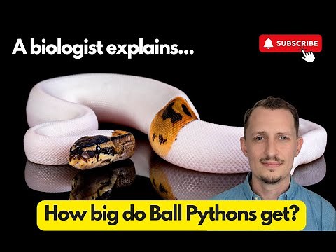 How big do Ball Pythons get? (biggest Ball Python)