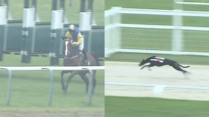 6.7K views · 110 reactions | We hope you're enjoying the gallops Melbourne Cup day! The greyhound iteration begins on November 17. While both cups feature some incredible animals, the last time they went head to head it was the canine who triumphed - check out this greyhound vs horse race hosted by William Hill! | The Dogs | Facebook