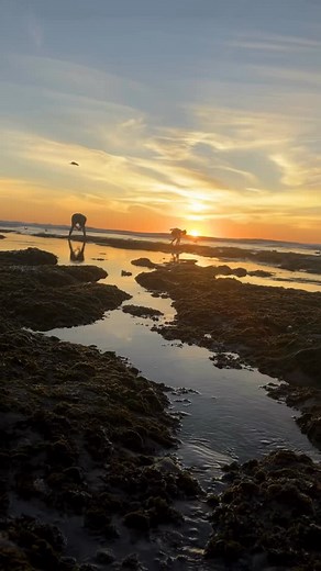 Negative tides (also known as a minus tide) are back in La Jolla this week, and they’re some of the lowest of the year. In fall and winter, these tides tend to roll in during the afternoon, revealing tide pools, reefs, and marine life you don’t usually see. Take your time exploring, just don’t turn your back on the surf. And a quick local reminder: La Jolla is a marine reserve, which means it’s illegal to remove shells, rocks, or wildlife from the water or beaches. Let’s keep the cove as wild an