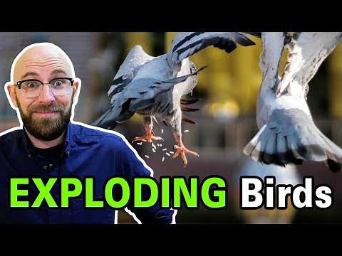 Does Dried Rice or Alka-Seltzer Really Cause Birds' Stomachs to Explode?