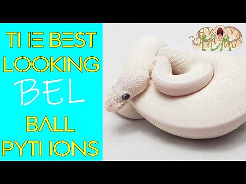 BEL ball python complex explained: How to make the best looking white ball python!