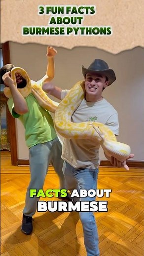 3 Fun Facts about BURMESE PYTHONS🐍