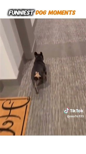 #animals 😂😂😂😂 #ytdayibenionecikarnolur #comedy #comedyshorts #birds #roosterfarm #funny #pets