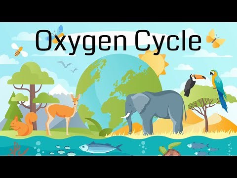 The Oxygen Cycle Explained