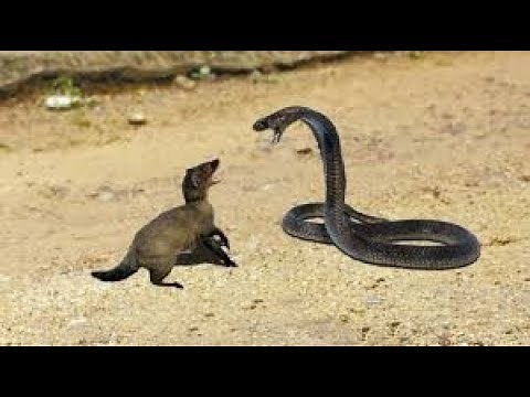 Mongoose Vs Python - Big Battlee - Moments Of Wild Animal Fights