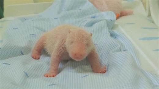 Java island zoo releases photos of the first panda cub born in Indonesia