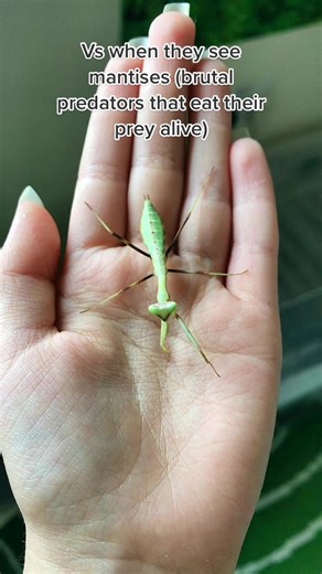 Cockroach vs Mantis: A Battle of Predators