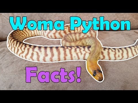 All About Woma Pythons!