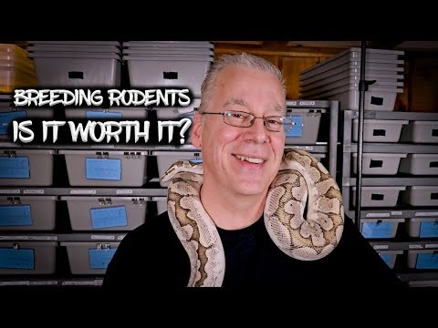 Breeding Rodents as Food for Ball Pythons: Is it worth it?