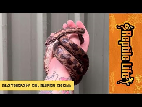 Stunning Adult Spotted Mac Python | Reptile Life Adelaide
