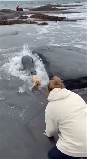 Seal Explodes From Water and Tries to Drag Dog Into the Ocean #animalattack