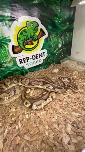 pastel Leopard Ball Python Male 🔥 MASHALLAH 🧡