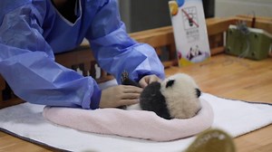 47K views · 10K reactions | Are you jealous of the VIP service pandas receive from nannies? VIP means very important panda! (Jing Liang, Chun Sheng & Fu Duoduo) #HiPanda #BestJobInTheWorld | iPanda | Facebook