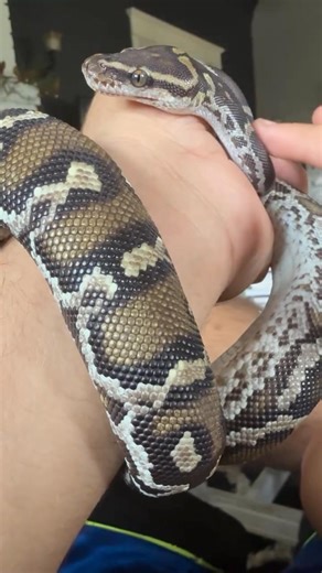 Angolan Python