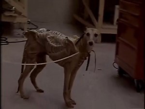 170K views · 2.6K reactions | "#Alien3" (1992) tried to use a dog in costume for the Runner Chestburster but ultimately scrapped the idea because it did not look right.  Poor doggo, too silly, too cute to play an Alien. #CinemaOnlineMY #AlienMovie  @ interesting_aIl on X | Cinema Online | Facebook