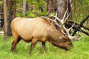 Everything To Know About Wyoming Elk Hunting