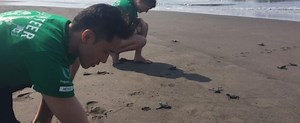 Sea Turtle Conservation in Mexico  | Projects Abroad