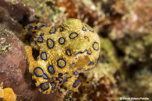 The Blue-Ringed Octopus: Small but Deadly