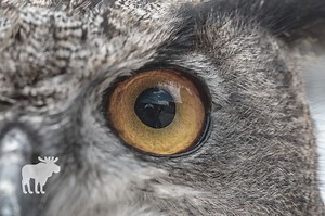Cat Vs Owl: Who Would Win? — Forest Wildlife