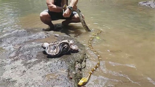 Large python delivers powerful unexpected bite