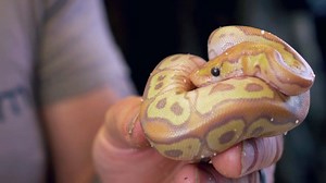 We have an amazing World's first Ball python. | Brian Barczyk