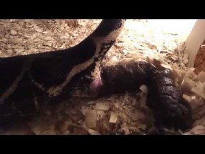 Biggest snake poop ever