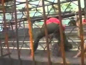 SHOCKING: Worlds Largest Snake 49ft. Indonesian Reticulated Python.