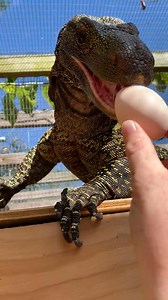 1.5M views · 12K reactions | Crocodile Monitor (Varanus salvadorii) taking an egg from the hand of Stacey Crutchfield. Check out how precise he is to not accidentally bite her fingers. All are sentient beings that understand more than you think. Yes, he was a wc adult male. His name is Bill. Turn the sound up and you can see and hear the teeth on the egg.!! | Tom Crutchfield | Facebook