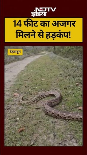 Watch | Viral Video | Dehradun में 14 फीट का अजगर मिलने से हड़कंप! #uttarakhand #shorts #viralvideos