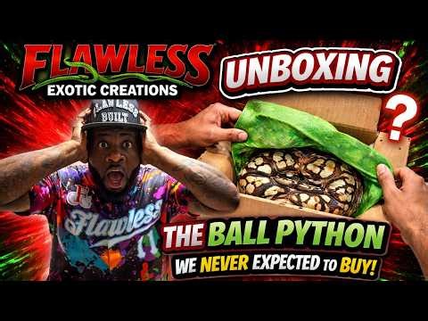 Rare Combo Pickup! Orange Dream YB Desert Ghost Pied