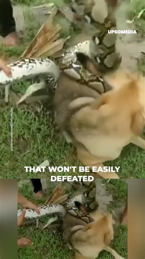 Three kids went out to play with their dog like they do every day, but a python was following them closely and was ready to take one of them. | The Kiwi