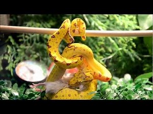 amazing green tree python feeding (FULL HD)