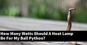 How Many Watts Should A Heat Lamp Be For My Ball Python? - My Reptile Blog