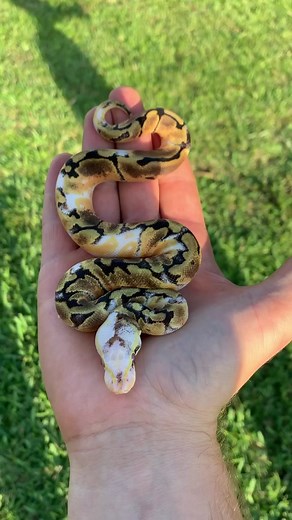 Starting off our page with this awesome Paradox Ball Python! #snake #ballpython #reptile #pet #animals #pythonregius