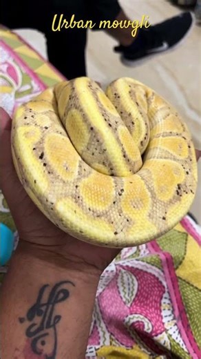 Coral glow ball python 🐍 😱😱 #snake #ballpython #ballpythonsnake #wildlife #animallife