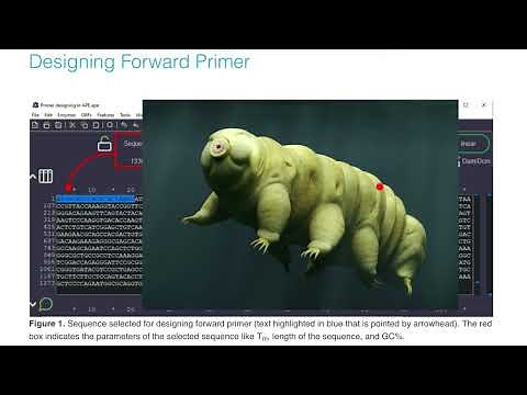 How to design Forward and Reverse Primers