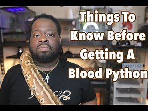 Things To Know Before Getting A Blood Python