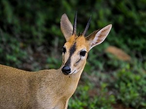 Duiker - Alchetron, The Free Social Encyclopedia