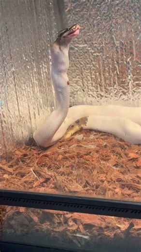 Ball python eating mouse