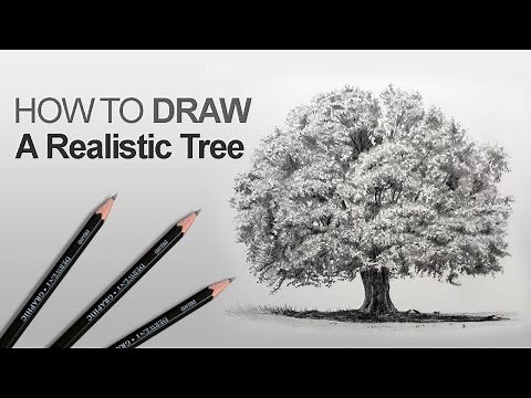 How to Draw a Tree (Realistic)