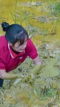 Harvesting Eel Python Hybrid & Go to Market Sell | How to catfish #harvest #fishing