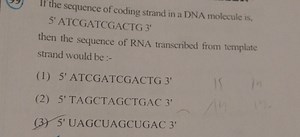 If the sequence of coding strand in a DNA molecule is, 5' ATCGA... | Filo