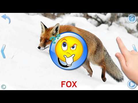 Animals for Kids (English)