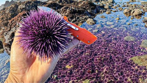 Sea urchins taking over the tide pools
