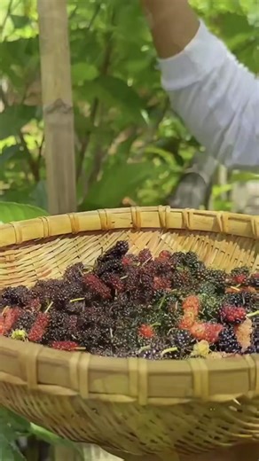 Traditional Filipino Food Cooking Videos Compilation