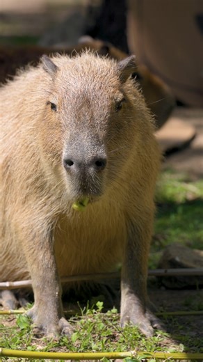 12K views · 283 reactions | Turns out ROUSes DO exist!  Whether you believe in rodents of unusual size or not, there’s no denying the magic of The Princess Bride. Experience it like never before as the Dallas Symphony Orchestra brings this classic to life in concert, April 25–27. It’ll be inconceivably good! | Dallas Zoo | Facebook
