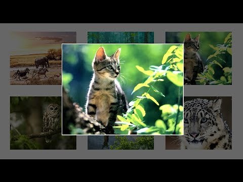 How To Create Image Gallery Using HTML, CSS and Javascript | Lightbox Gallery