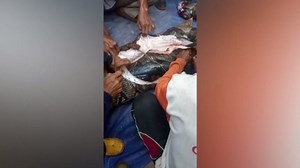 Grandmother eaten alive by 22ft python